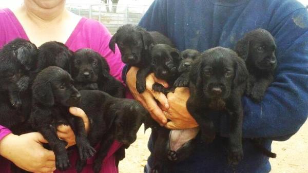 10 lab puppies