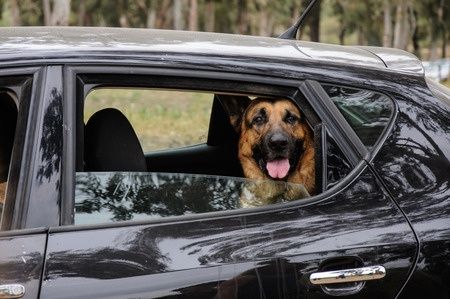 dog in backseat of car looking out of the window