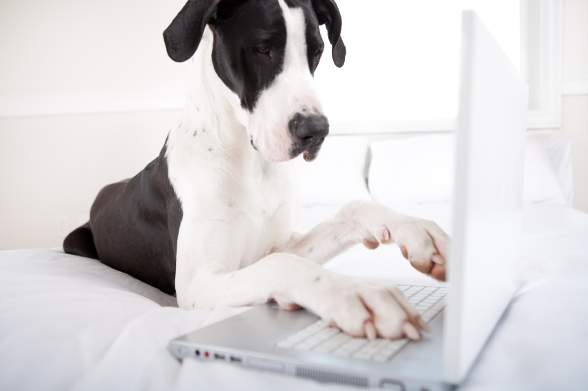 DOG COMPUTER