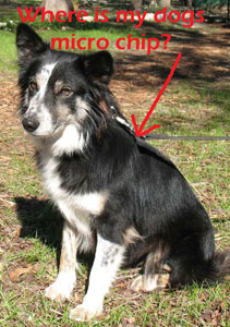 Microchip placement pic