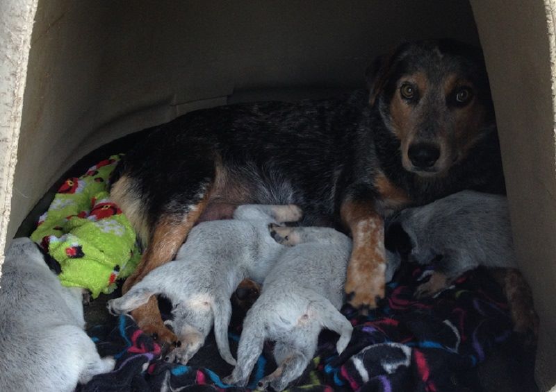 gonzales heeler mom litter