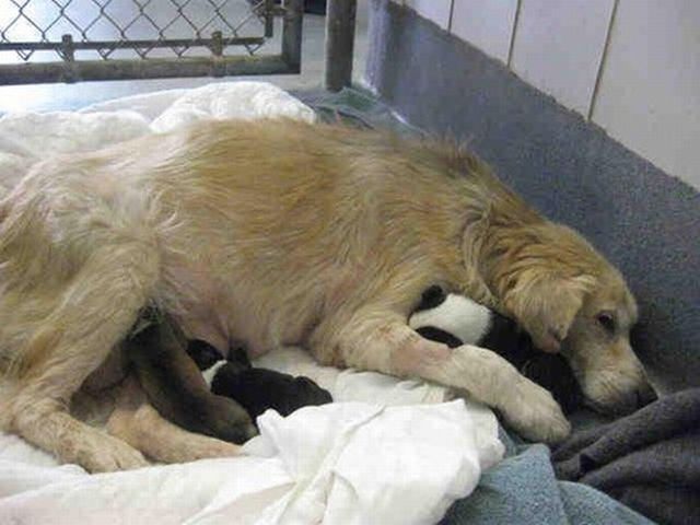 Mama dog with pups