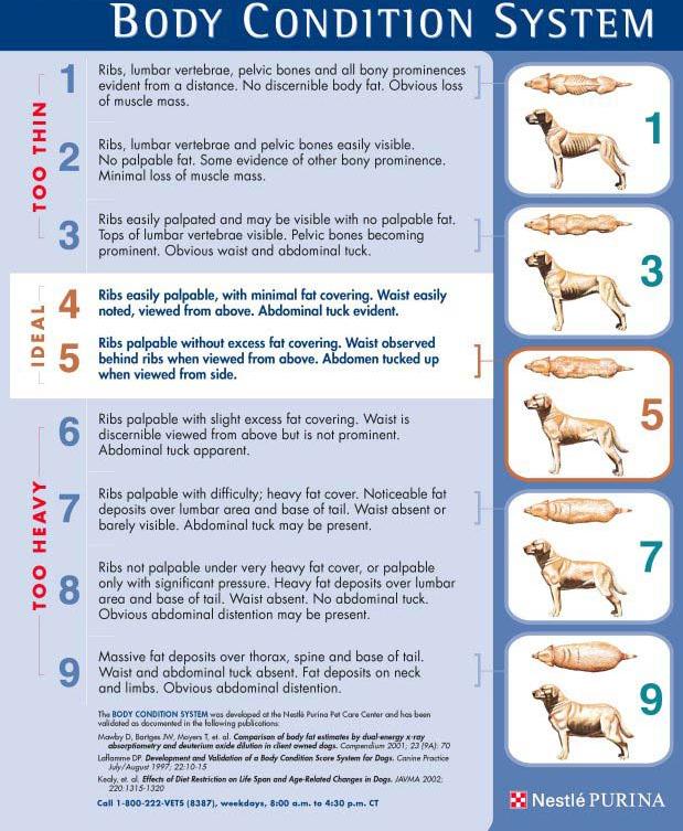 Dog Body Weight Chart