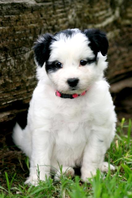 puppy