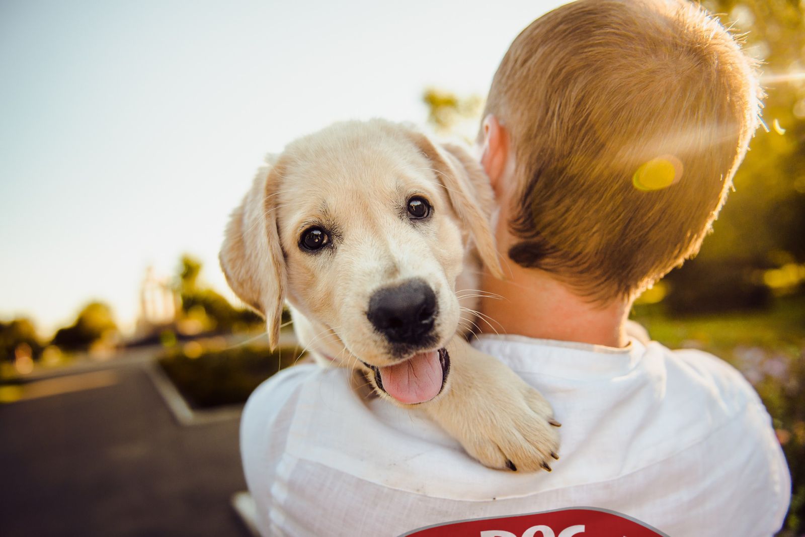 Man holding dog image courtesy of Pixabay.