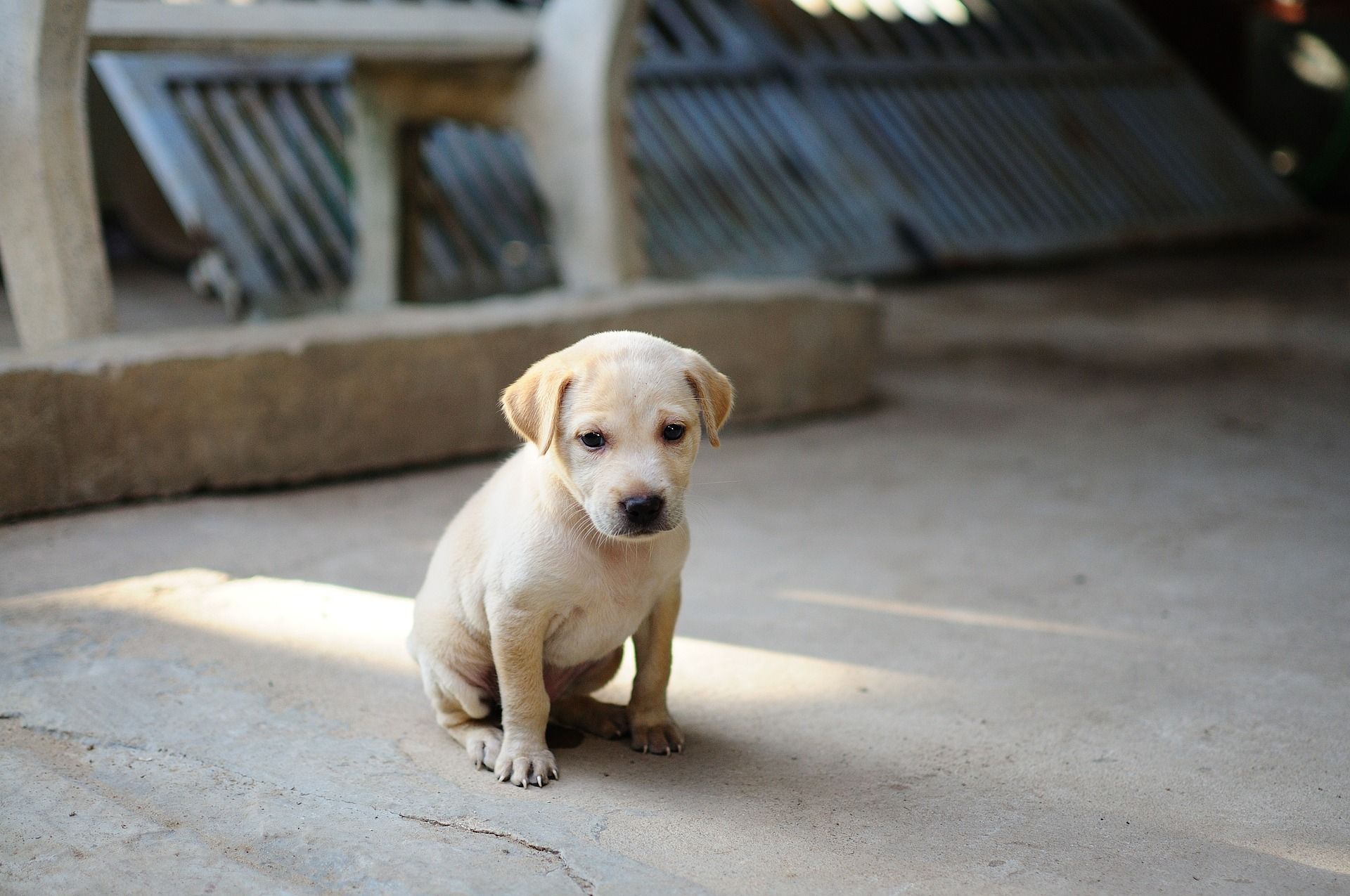 Sad pup puppy Image by Trương Hoàng Huy Ngân from Pixabay
